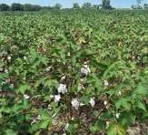 Runnels County Cotton Field Day Set for October 2